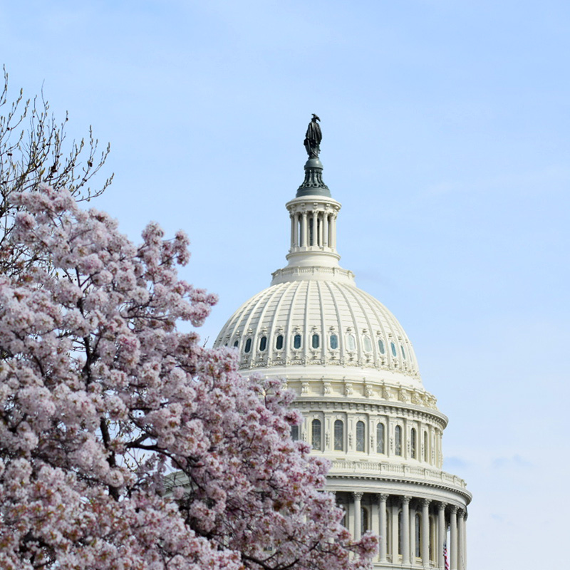 January 6 Oral History Project: The Capitol and Cherry Blossoms